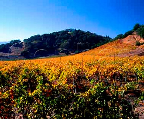 Autumn colours of vineyard on the Silverado Trail   Napa Valley California USA