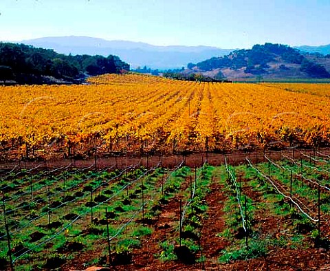 Autumn colours of vineyard on the Silverado Trail   Napa Valley California USA