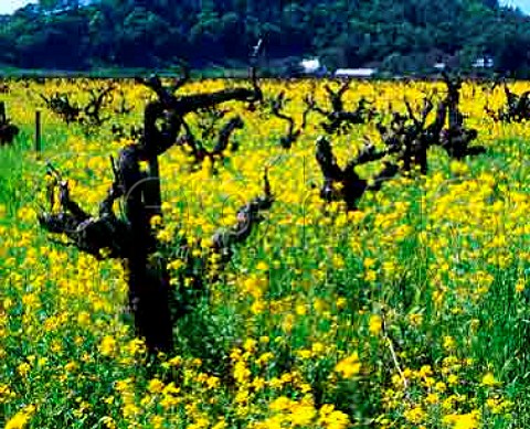 Springtime mustard in vineyard of 100year old   Zinfandel vines at Kenwood Sonoma Co California    Sonoma Valley
