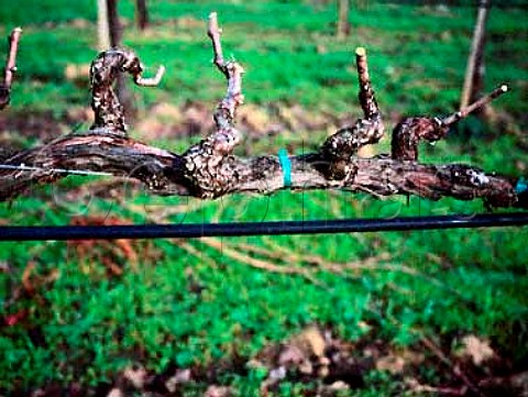 Pruned Merlot vine Frogs Leap winery Rutherford   Napa Co California