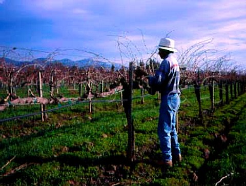 Pruning Merlot vines in vineyard of Frogs Leap   winery Rutherford Napa Co California