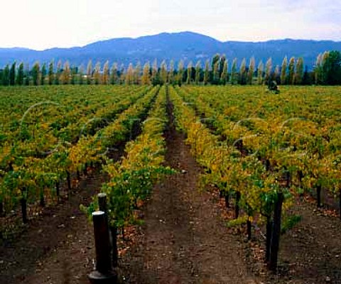 Autumnal vineyards along the Silverado Trail south   of Calistoga Napa Valley California