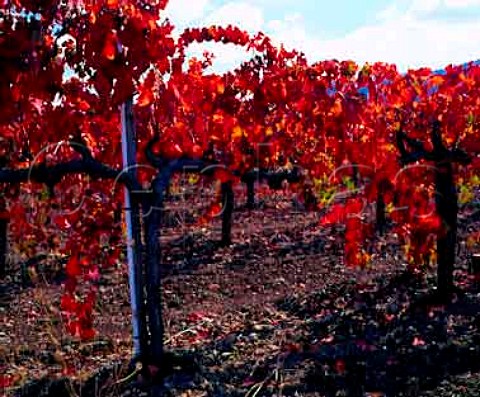 Autumn colours in vineyard along the Silverado Trail   south of Calistoga Napa Valley California