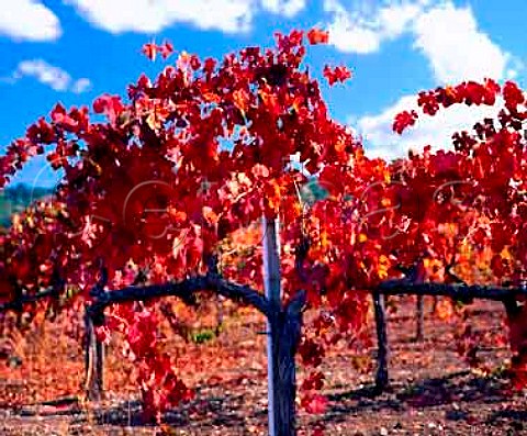 Autumn colours in vineyard along the   Silverado Trail south of Calistoga   Napa Valley California
