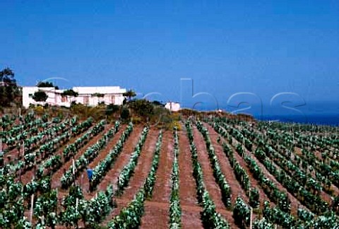 Malvasia vines of Hauner Estate on the   island of Salina one of the Aeolian   Islands off the Sicilian coast Malvasia   delle Lipari 931613