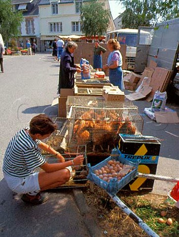 Chickens for sale in crate at poultry stall Auray   market Brittany