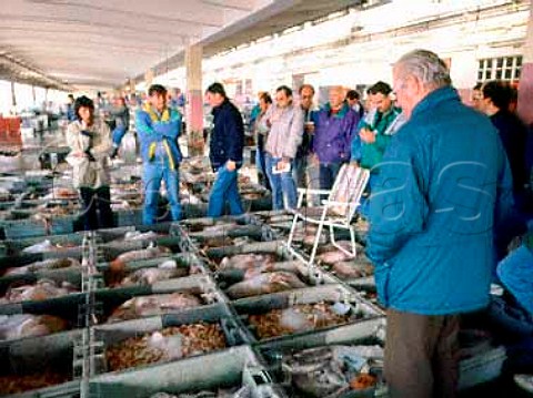Bidders at the Concarneau fish auctions early in the morning