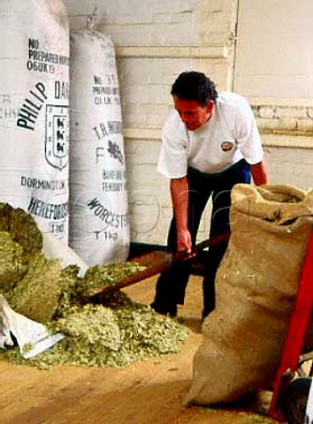 Measuring hops to be added to the brewing copper   Ridleys Brewery Hartford End Essex England
