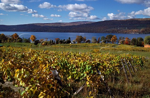 Vineyard overlooking Canandaigua Lake  New York state USA  Finger Lakes
