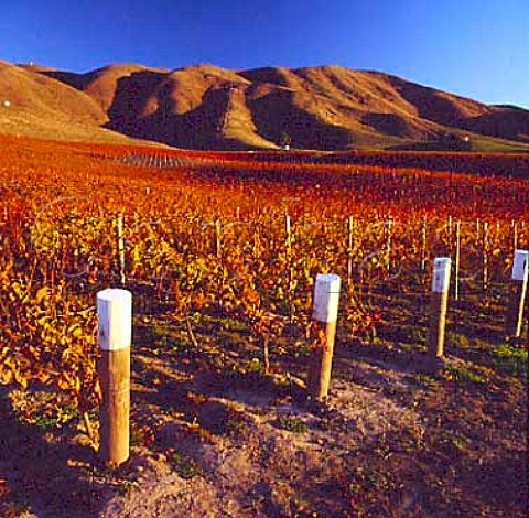 Autumnal vineyard of Mike  Joanne Heaton independent growers in the Brancott Valley  Marlborough New Zealand