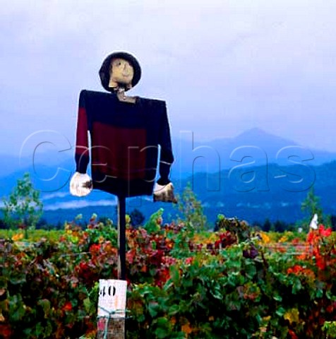 Scarecrow in Isabel Vineyard Renwick   New Zealand   Marlborough