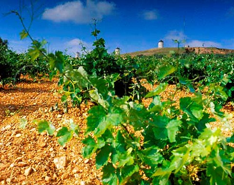 Vineyard and windmills at Alczar de San Juan Castile Spain  La Mancha