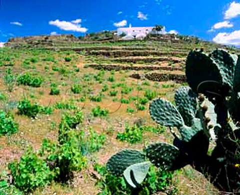 Vineyard and cactii in the Axarquia region east of   Malaga Andalucia