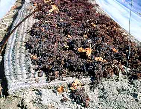 Pedro Ximenez grapes drying in the sun on esparto   mats    Gonzalez Byass Jerez Andalucia Spain  Sherry