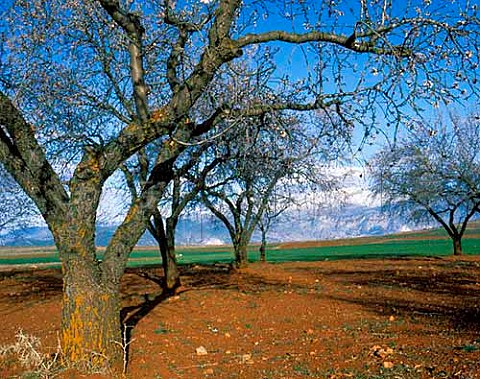 Almond trees in blossom with the Sierra Nevada range   beyond Andalucia