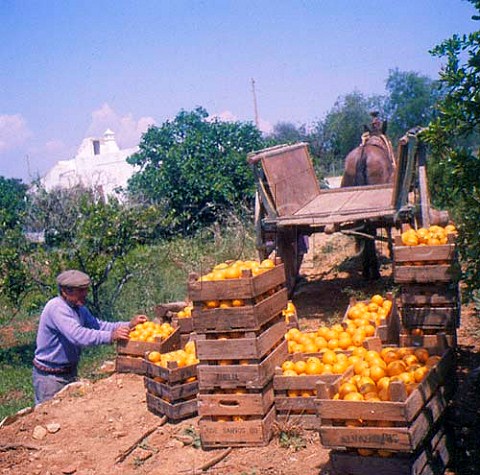 Orange harvest at Luz de Tavira Algarve
