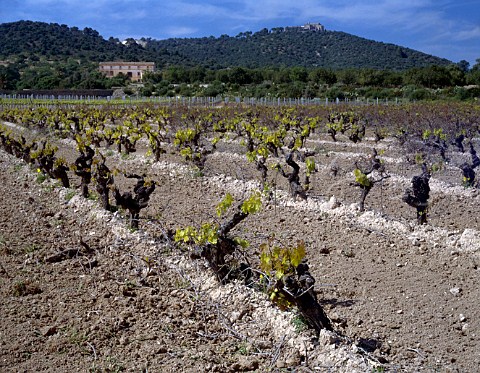 Merlot vines in vineyard of Jaume Mesquida   Porreres Majorca Spain