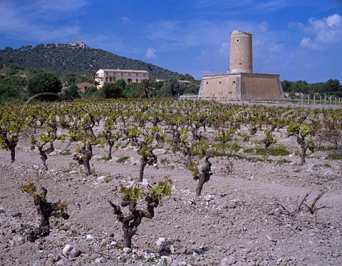 Merlot vineyard of Jaume Mesquida Porreres   Majorca Spain