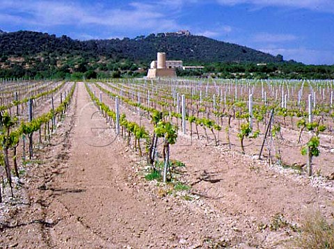 Vineyard of Jaume Mesquida Porreres Majorca   Spain  Vines include Chardonnay Chenin Blanc   Parellada With a disused windmill beyond with   monastery on hilltop