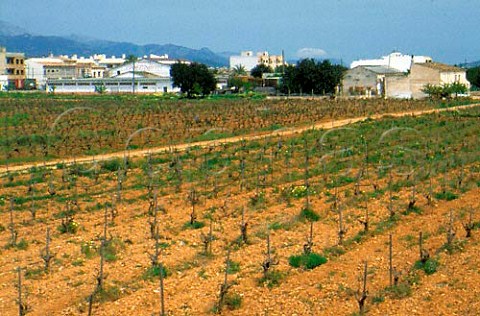 Manto Negro vines in vineyard of Franja   Roja Jose Ferrer at Binissalem with   Sierra Norte mountains beyond   Majorca Balearic Islands Spain