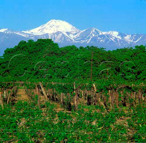 Vineyards in the Tupungato Valley with the Andes   beyond  Mendoza Argentina