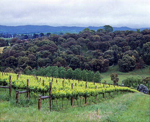 Tarrawarra Vineyard near Yarra Glen Victoria   Australia Yarra Valley