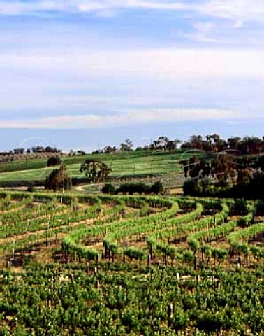 Leasingham vineyards near Clare South Australia     Clare Valley