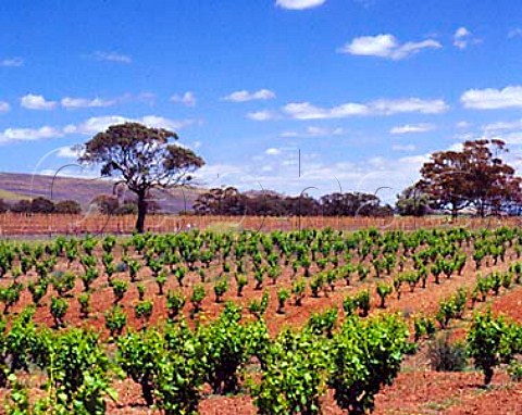 Vineyard of Charles Melton Wines Tanunda South   Australia Barossa Valley