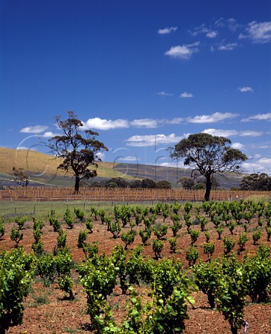 Vineyard of Charles Melton Wines Tanunda   South Australia    Barossa Valley