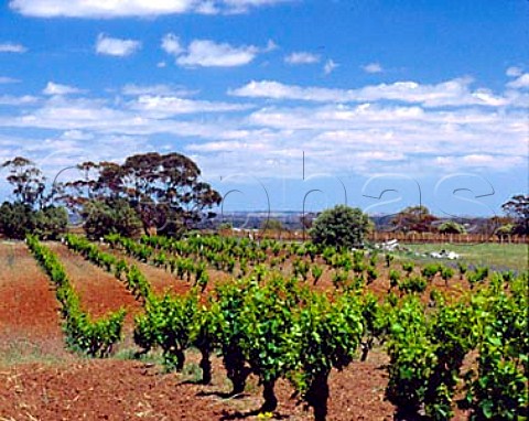 Vineyard of Charles Melton Wines Tanunda South   Australia Barossa Valley