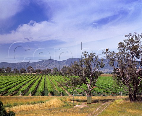Huntington Estate vineyards Mudgee New South   Wales Australia