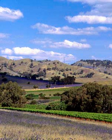 Vineyards of Charles Melton Wines near Lyndoch   South Australia Barossa Valley