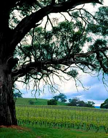Vineyard of Hanging Rock Winery Macedon Victoria   Australia Macedon