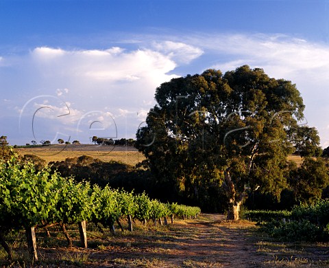 Vineyard near McLaren Vale South Australia     McLaren Vale