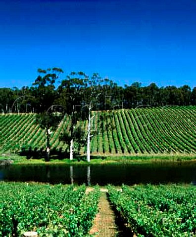 Devils Lair vineyards Margaret River   Western Australia