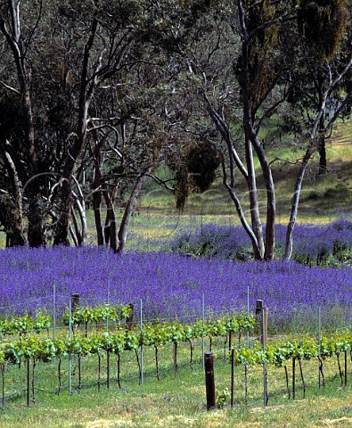 Spring flowers around vineyard of Tim Adams   Clare South Australia     Clare Valley