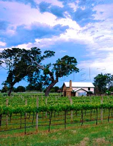 Vineyard in the Coonawarra region South Australia