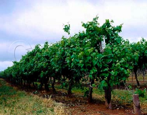 Minimally pruned vines of Leconfield Coonawarra   South Australia