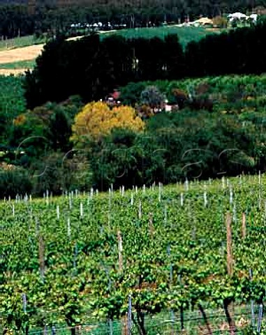 Ashton Hills vineyards in the Southern Mount Lofty   Ranges east of Adelaide South Australia  Adelaide   Hills