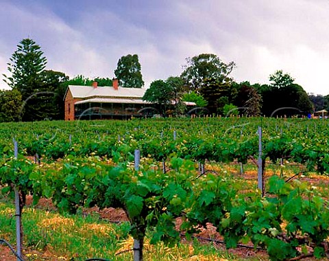 Vineyard of Mitchell Cellars near Sevenhill South   Australia Clare Valley