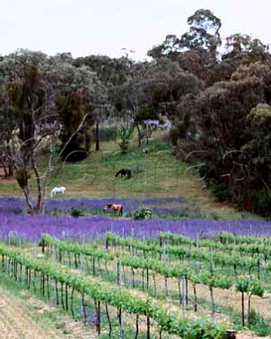 Spring flowers around vineyard of Tim Adams near   Clare South Australia   Clare Valley