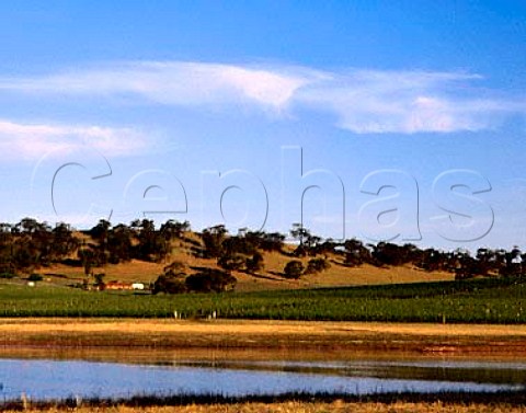 Vineyards of Leasingham in the Clare Valley South   Australia