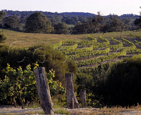 Pewsey Vale vineyard of Yalumba Eden Valley   South Australia