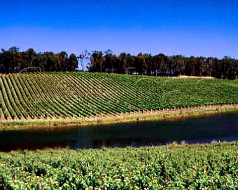 Devils Lair vineyard Margaret River Western   Australia