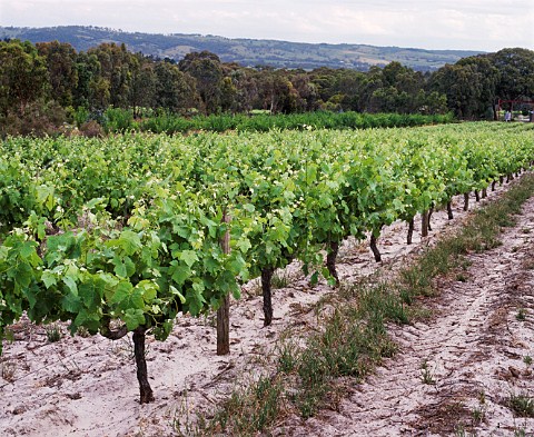 Shiraz vineyard McLaren Vale South Australia