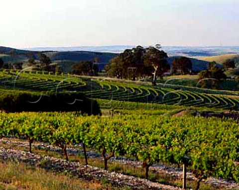 Pewsey Vale vineyard of Yalumba Eden Valley   South Australia