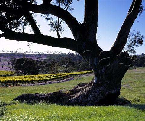 Gum tree and vineyard on the Mountadam Estate  on   the High Eden Ridge east of the Barossa Valley   South Australia  Eden Valley