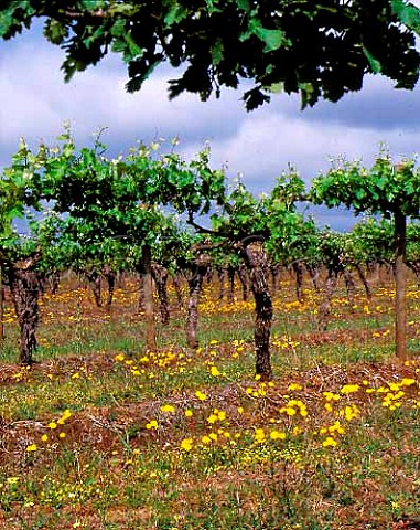 Spring flowers in vineyard of Bowen Estate   Coonawarra South Australia