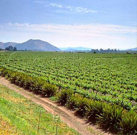 Vineyards of Concha y Toro at Pirque in the Maipo   Valley near Santiago Chile