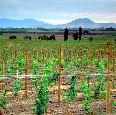 Vineyard of Santa Rita in the Maipo Valley near   Santiago Chile Grapes from here are also used by   Carmen a new company owned by Santa Rita
